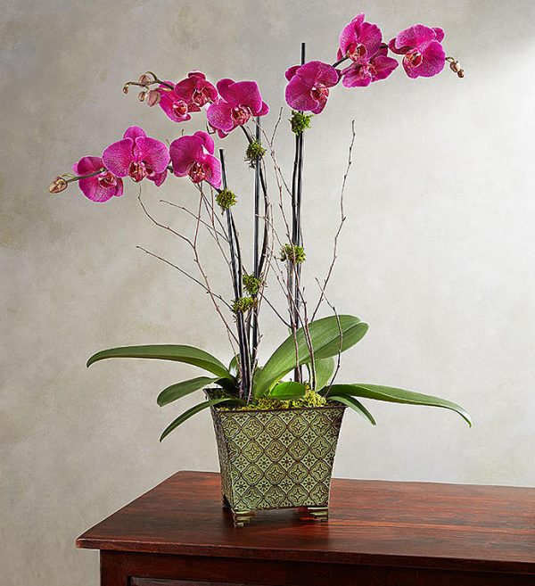 A purple orchid plant in a green pot.